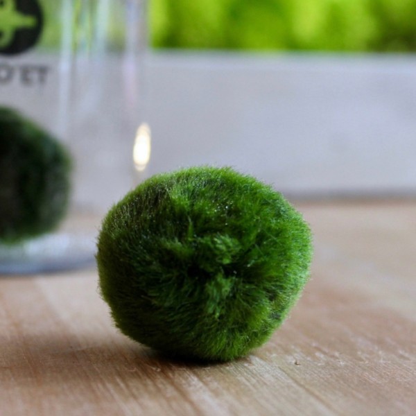 Marimo 30 years with black quartz + PINO the Submarimo » Clo’eT Design