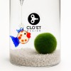 Marimo 10 Years + Floating | A Friend that Floats with You » Clo’eT Design