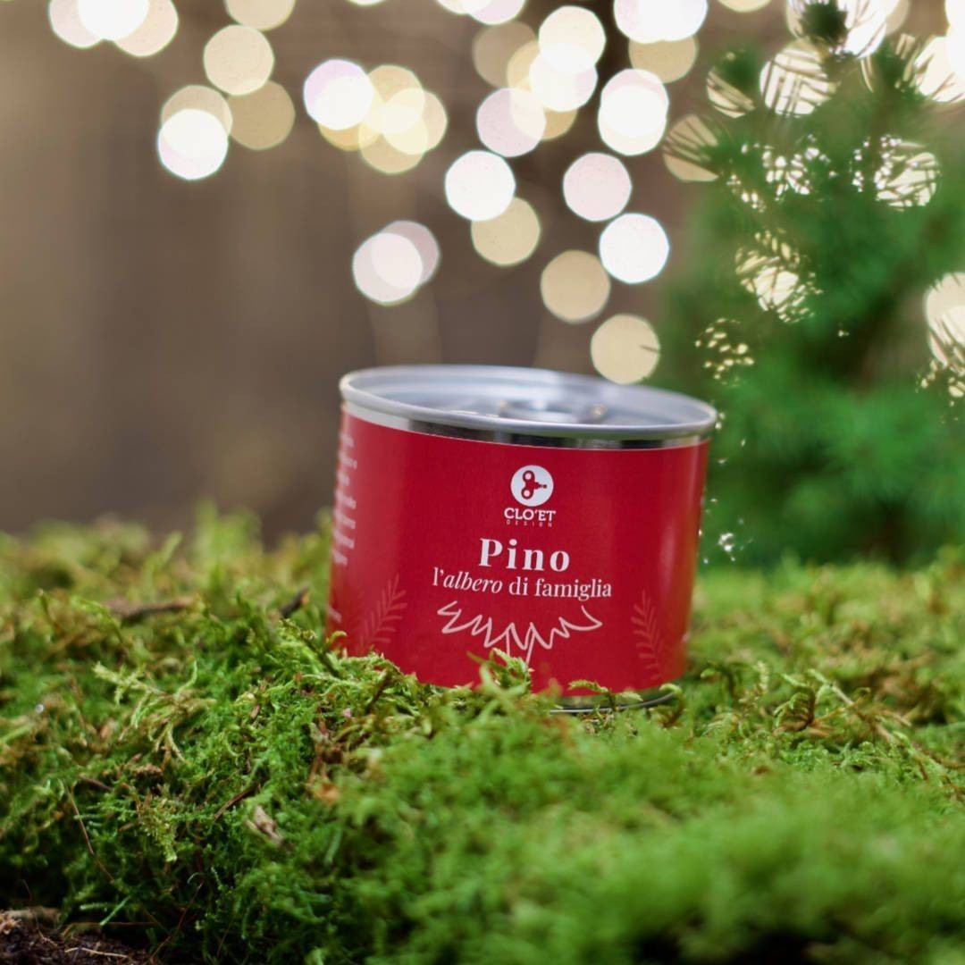 Pine in the family: your Christmas tree to grow » Clo'eT Design
