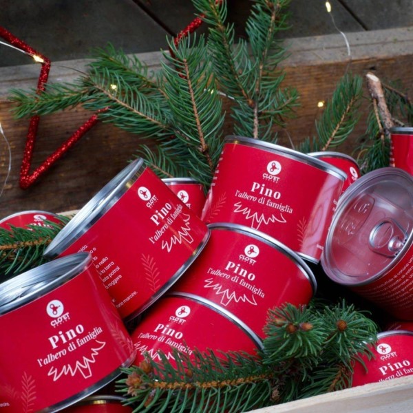 Pine in the family: your Christmas tree to grow » Clo'eT Design
