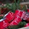 Pine in the family: your Christmas tree to grow » Clo'eT Design