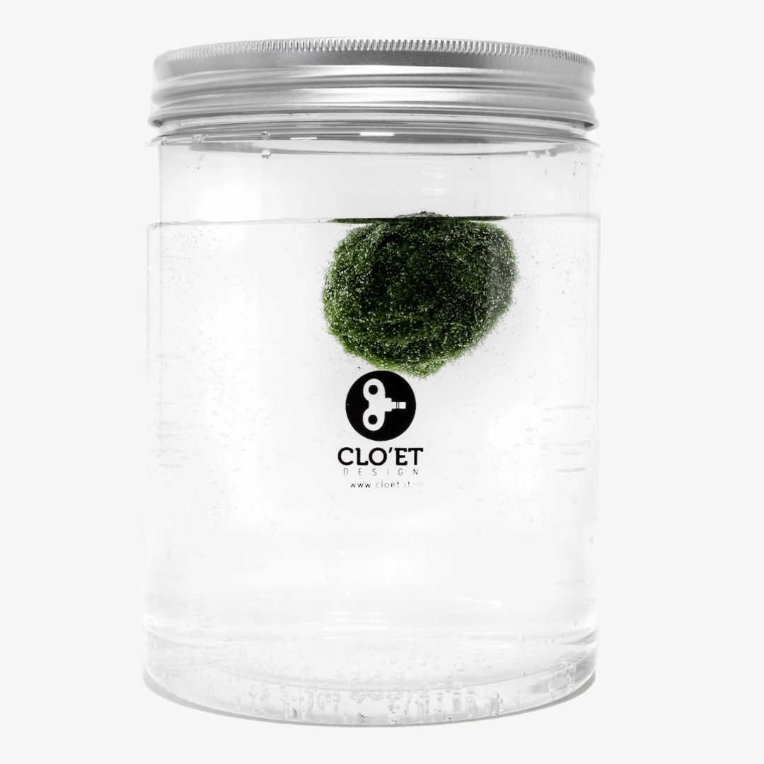 30 Jahre alter Marimo | Kraft, Zeit und Tiefe » Clo’eT Design
