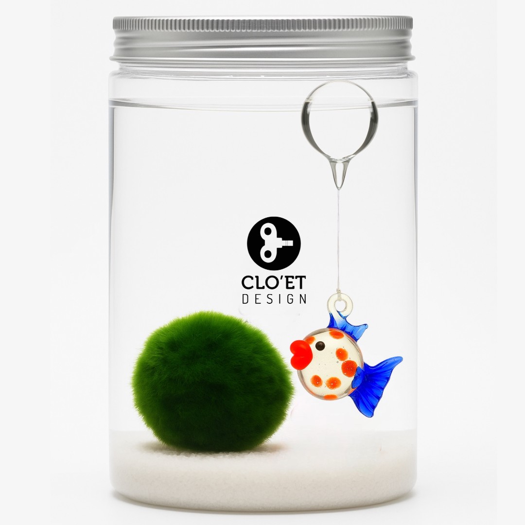 Marimo 30 Ans + Flottant | Un Ami qui Accompagne la Vie » Clo’eT De