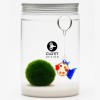 Marimo 30 Jahre + Schwimmend | Ein Freund, der das Leben begleitet » Clo’eT De
