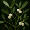 Mistletoe - The gentle enchantment for your winter decoration » Clo'eT Design