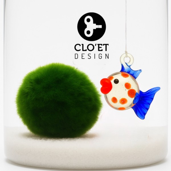 Marimo 30 Jahre + Schwimmend | Ein Freund, der das Leben begleitet » Clo’eT De