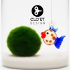 Marimo 30 Jahre + Schwimmend | Ein Freund, der das Leben begleitet » Clo’eT De