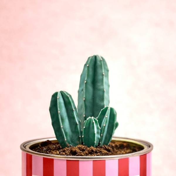 "I don't understand a cactus but I love you so much - Valentine's Day" » Clo'eT