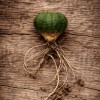 Loving is putting down roots - Valentine's Day gift idea » Clo'eT