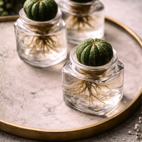 Loving is putting down roots - Valentine's Day gift idea » Clo'eT