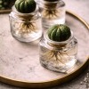 Loving is putting down roots - Valentine's Day gift idea » Clo'eT