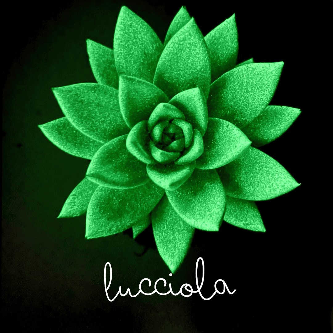 Lucciola - the echeveria that lights up » Clo'eT