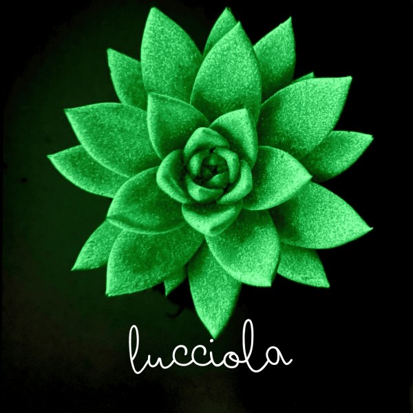 Lucciola - the echeveria that lights up » Clo'eT