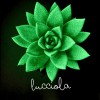 Leuchtkäfer - die Echeveria, die leuchtet » Clo'eT