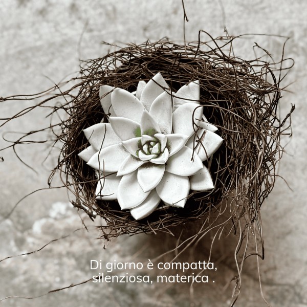 Lucciola - the echeveria that lights up » Clo'eT