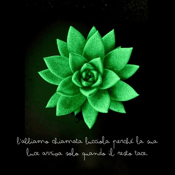 Lucciola - the echeveria that lights up » Clo'eT
