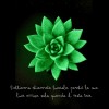 Lucciola - the echeveria that lights up » Clo'eT