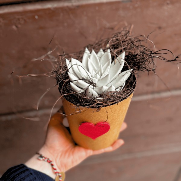 Lucciola - the echeveria that lights up » Clo'eT