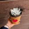 Lucciola - the echeveria that lights up » Clo'eT