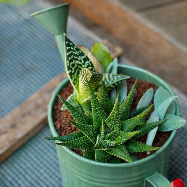 Watering Can Mom with Succulent Garden » Clo'eT Design