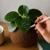Kokedama PEPERINA + PIKA irrigatore con Peperomia » Clo’eT Design