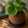 Kokedama PEPERINA + PIKA irrigator with Peperomia » Clo’eT Design