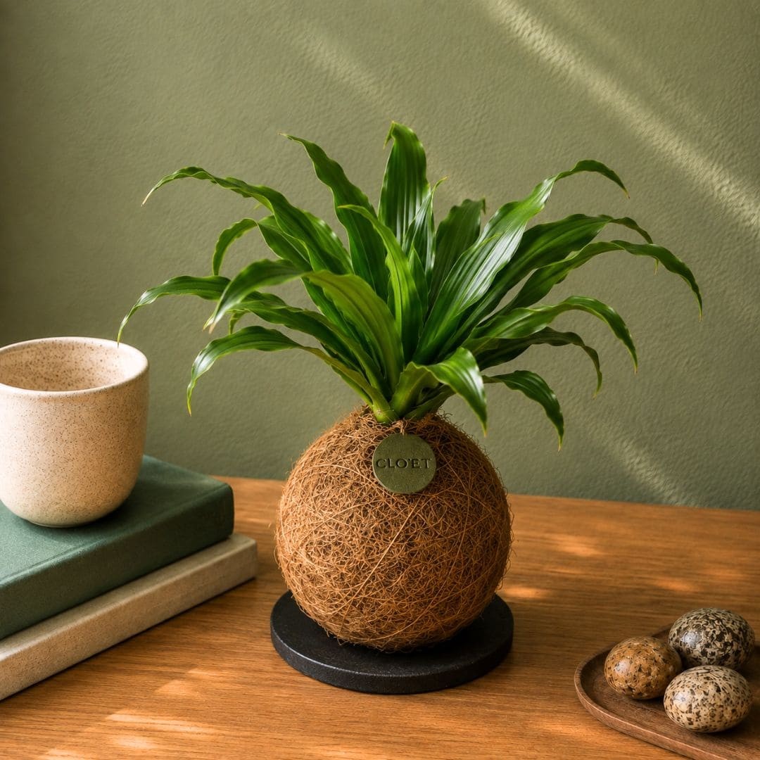Kokedama VANILLA + PIKA irrigator with Dracaena » Clo’eT Design