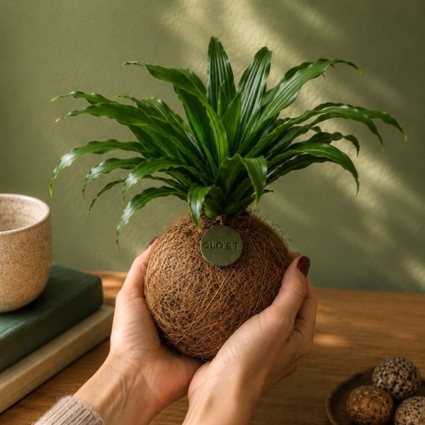 Kokedama VANIGLIA + PIKA irrigatore con Dracaena » Clo’eT Design