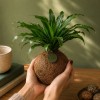 Kokedama VANIGLIA + PIKA irrigatore con Dracaena » Clo’eT Design