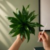 Kokedama VANIGLIA + PIKA irrigatore con Dracaena » Clo’eT Design