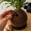 Kokedama VANIGLIA + PIKA irrigatore con Dracaena » Clo’eT Design