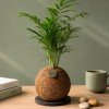 Kokedama ZUCCHERO + PIKA Bewässerungsgerät mit Chamaedorea elegans » Clo’eT Design