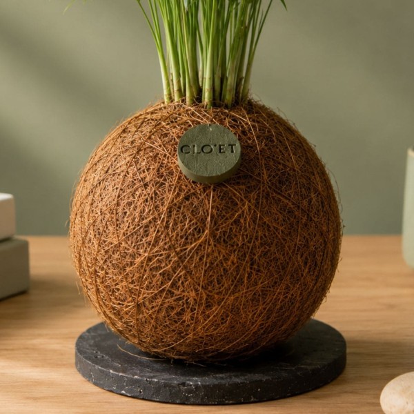 Kokedama ZUCCHERO + PIKA irrigatore con Chamaedorea elegans » Clo’eT Design