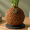 Kokedama ZUCCHERO + PIKA irrigatore con Chamaedorea elegans » Clo’eT Design