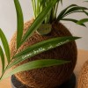 Kokedama SUGAR + PIKA sprinkler with Chamaedorea elegans » Clo’eT Design