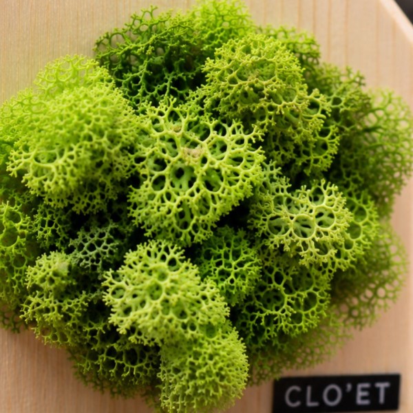 Botanical House Saffron » Clo'eT Design