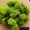 Botanical House Zafferano » Clo'eT Design