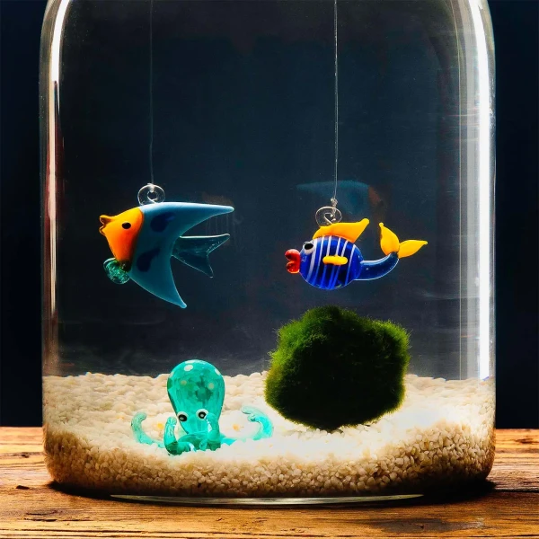 Aquarium 3 Elements + 10-Year-Old Marimo » Clo’eT Design