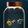 Aquarium 5 Elements + 20-Year-Old Marimo » Clo'eT Design
