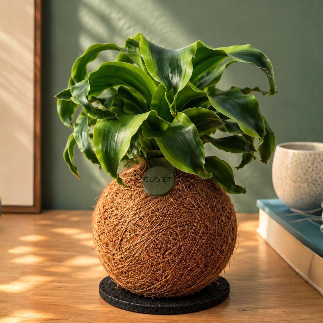 Kokedama SUGAR + PIKA sprinkler with Chamaedorea elegans » Clo’eT Design