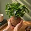 Kokedama CANNELLA + PIKA irrigatore con Dracaena Tornado » Clo’eT Design