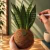 Kokedama IL GALLETTO NEL POLLAIO + PIKA irrigatore con Sanseveria » Clo’eT Design