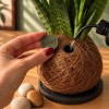 Kokedama SUGAR + PIKA sprinkler with Chamaedorea elegans » Clo’eT Design