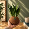 Kokedama SUGAR + PIKA sprinkler with Chamaedorea elegans » Clo’eT Design