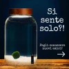 Marimo Moving Kit: Accessories for a More Spacious Habitat » Clo’eT Design