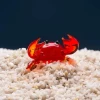 ERNESTO the crab » Submarine » Clo’eT Design
