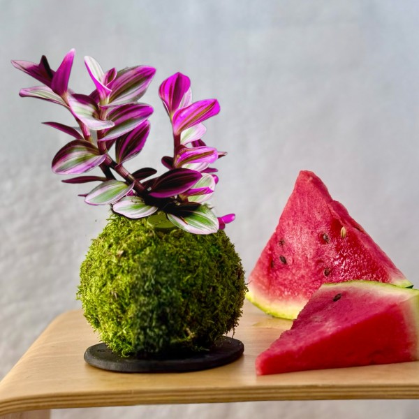 B612 - FABLE + PIKA : Kokedama avec irrigation intégrée » Clo’eT Design