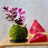 B612 - FABLE + PIKA : Kokedama avec irrigation intégrée » Clo’eT Design