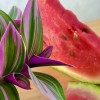 B612 - FABLE + PIKA : Kokedama avec irrigation intégrée » Clo’eT Design