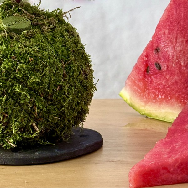 B612 - FABLE + PIKA : Kokedama avec irrigation intégrée » Clo’eT Design